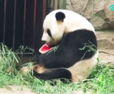 娱乐圈吃瓜熊猫胖胖,熊猫胖胖的吃瓜日常
