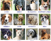 小型宠物狗品种图片大全,可爱萌犬图鉴