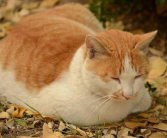 娱乐吃瓜酱猫抢鸡仔,猫界“抢鸡仔”大战，萌态百出！