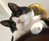 娱乐吃瓜酱奶牛猫,揭秘娱乐圈的萌宠生活