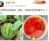 2020年娱乐圈吃瓜,瓜田李下，明星们的年度大揭秘