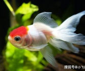 娱乐718吃瓜张金鱼,张金鱼吃瓜背后的故事