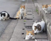 娱乐吃瓜酱流浪猫,吃瓜酱的趣味生活记