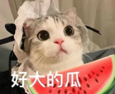 娱乐吃瓜君小猫咪,揭秘娱乐圈那些不为人知的幕后故事