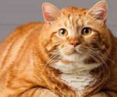 娱乐吃瓜酱橘猫,娱乐界的“喵星人”